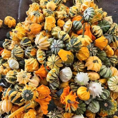 Quả bí ngô cảnh mini tươi cực đẹp, làm trang trí, decor - Bí trang trí độc lạ , bí thiên nga , bí dị hình, bí baby mix - nhập khẩu