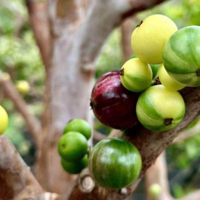 Cây nho thân gỗ hồng ngọc cẩm thạch -Plinia cauliflora, dòng đột biến gen Jabuticaba Variegated - cây nhập khẩu