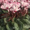 cây giống hoa anh thảo cấy mô ươm vỉ - cây nhập khẩu