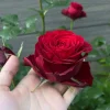 CÂY HOA HỒNG NGOẠI "  LILIENTHAL  " - NHẬP KHẨU