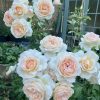 CÂY HOA HỒNG NGOẠI "  Chandos Beauty (tên đăng ký: Harmisty) (Chandos Beauty / Sweet Love ) " - NHẬP KHẨU