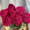 CÂY HOA HỒNG NGOẠI "  PINK’N PRETTY ROSE  " - NHẬP KHẨU