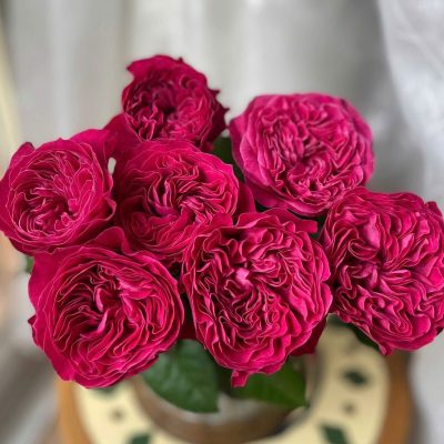 CÂY HOA HỒNG NGOẠI "  PINK’N PRETTY ROSE  " - NHẬP KHẨU