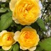 CÂY HOA HỒNG NGOẠI "  Jeanne of Arc rose " - NHẬP KHẨU