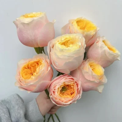 CÂY HOA HỒNG NGOẠI "  Teresa Rose (còn gọi là Madame Gulya Rose) - giống hồng ngoại nhập khẩu từ HÀ LAN " - NHẬP KHẨU