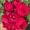 CÂY HOA HỒNG NGOẠI " Peony Red " - NHẬP KHẨU