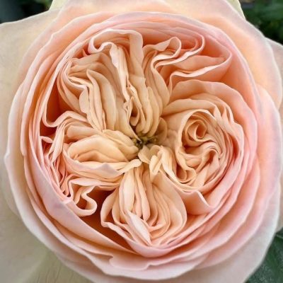 CÂY HOA HỒNG NGOẠI "  ROYAL ROMANCE " - NHẬP KHẨU