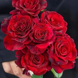CÂY HOA HỒNG NGOẠI "  SI SHI JIN Rose - (tiếng Trung: 四时锦 - Tứ Thời Cẩm) " - NHẬP KHẨU