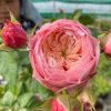 CÂY HOA HỒNG NGOẠI "  Harper (tên gọi khác: Sweet Harper, Pink Darcy, hoặc 竖琴师) " - NHẬP KHẨU