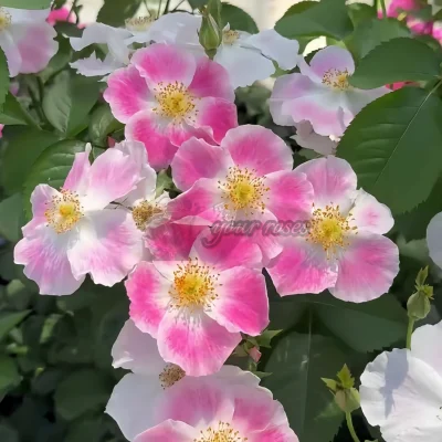 CÂY HOA HỒNG NGOẠI " Taohuaying (tên tiếng Anh: 'Peach Blossom Shadow' Rose) " - NHẬP KHẨU