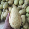 Xoài trắng sữa vani - gọi là xoài mà không phải xoài - ăn ngon mùi vị giống sữa chua , thịt trắng bóc - cây giống nhập khẩu