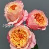 CÂY HOA HỒNG NGOẠI " Victoria Peach " - NHẬP KHẨU