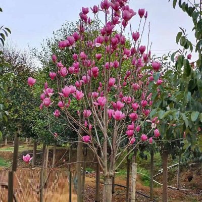 cây giống hoa mộc lan hồng Magnolia rễ trần - cây nhập khẩu