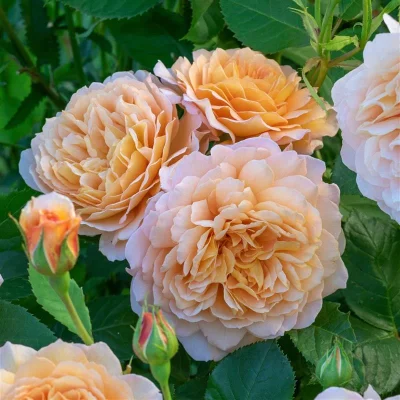 CÂY HOA HỒNG NGOẠI " Rosa Grace (Hoa hồng Anh)  " - NHẬP KHẨU