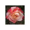 CÂY HOA HỒNG NGOẠI " Rosa Tancho " - NHẬP KHẨU