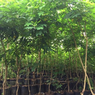 cây muồng lá lạc cao 1,5m-2m-3m , đường kính đo gốc  2cm -2,5cm-3cm-4cm-5cm-6cm