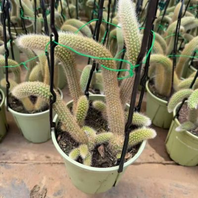 chậu cây Xương rồng đuôi cáo – xương rồng hồ ly loại lông dài , hoa đỏ - cây nhập khẩu